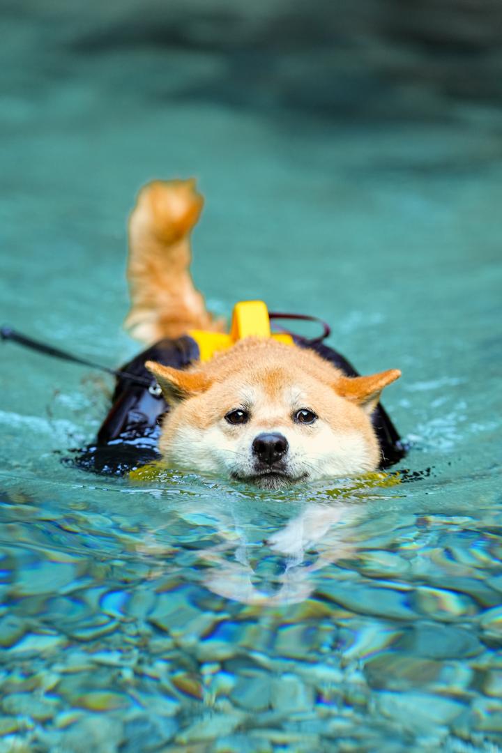 泳ぐの得意なオレ！