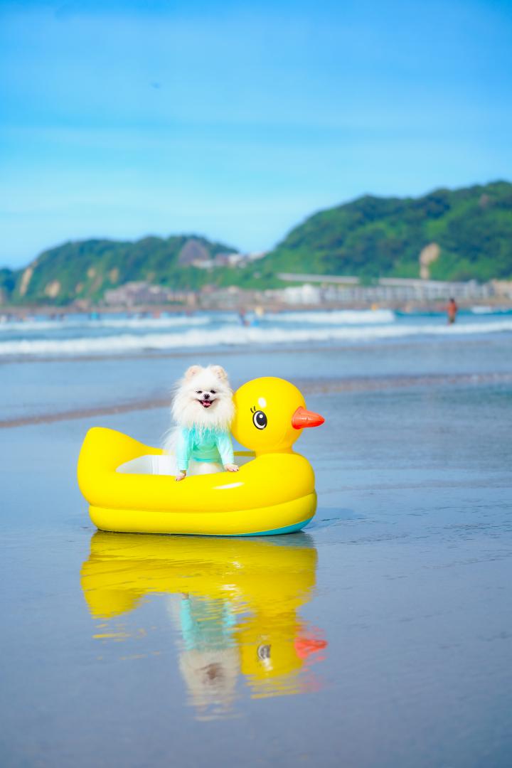 海大好き