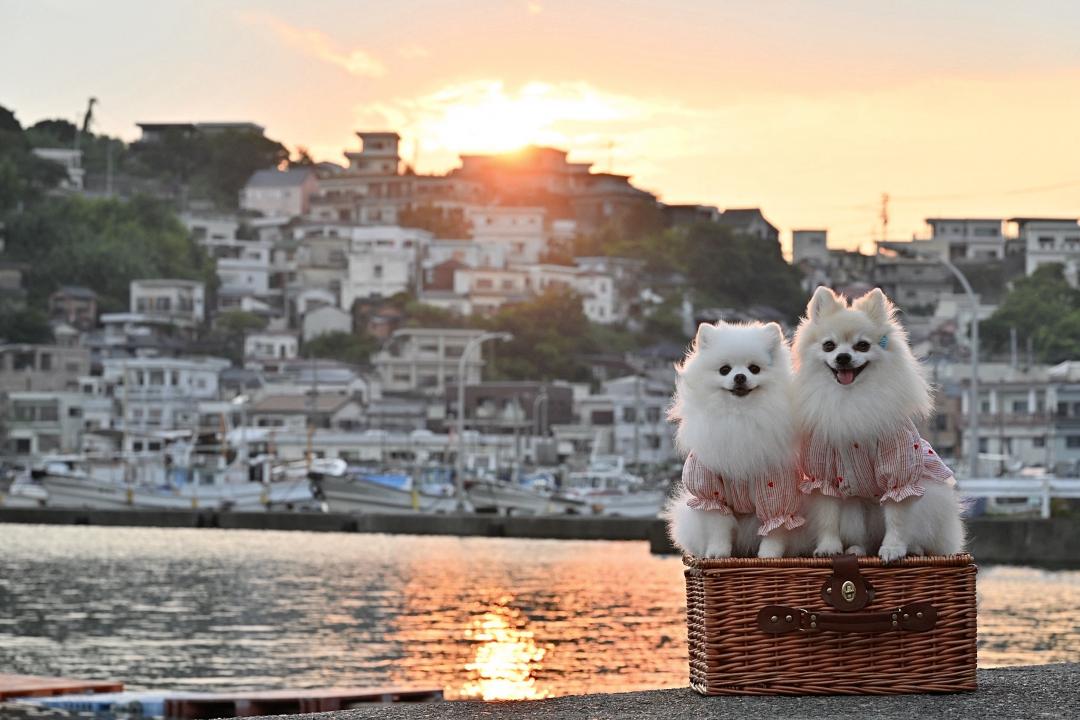 雑賀崎港の夕凪