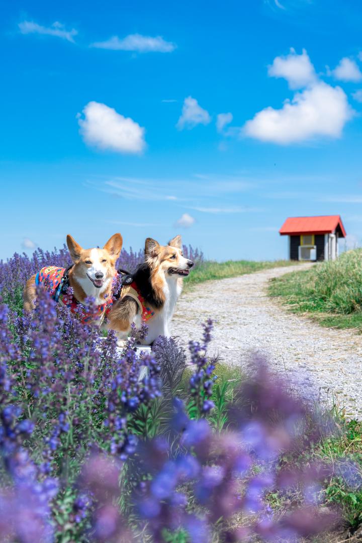 夏空とブルーキャットミントのあいだで