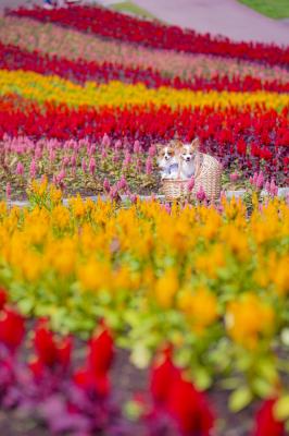 虹の花畑