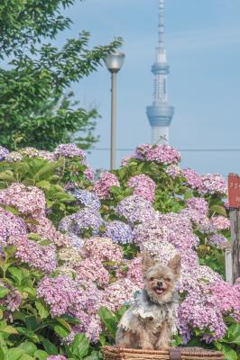 パステル紫陽花とコタロウ