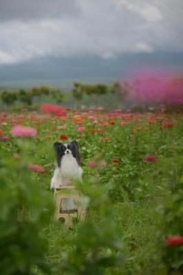 夏のお花ジニア
