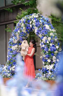 ブルーの薔薇のアーチ
