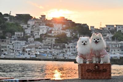 雑賀崎港の夕凪