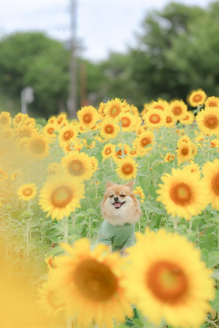 ひまわり畑の真ん中で