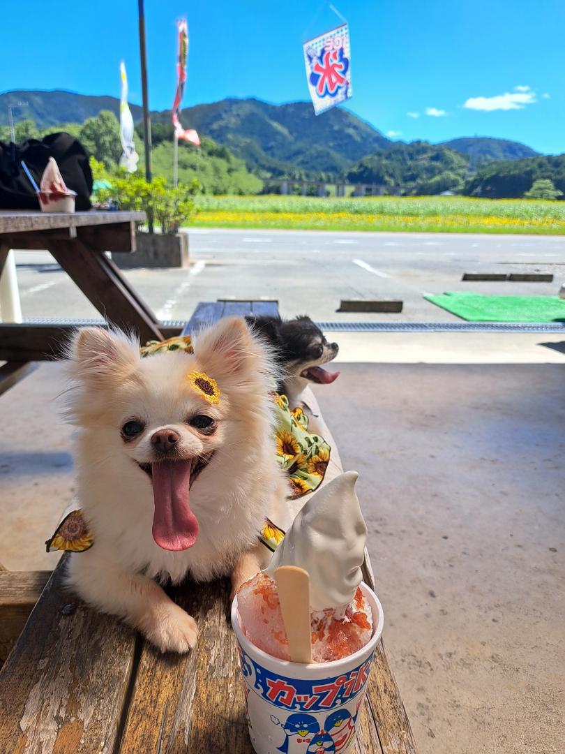 夏の日のひと休み