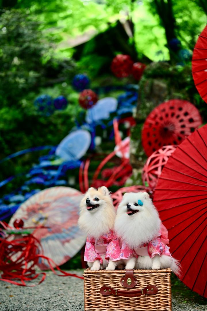 紫陽花回廊の夏色日和