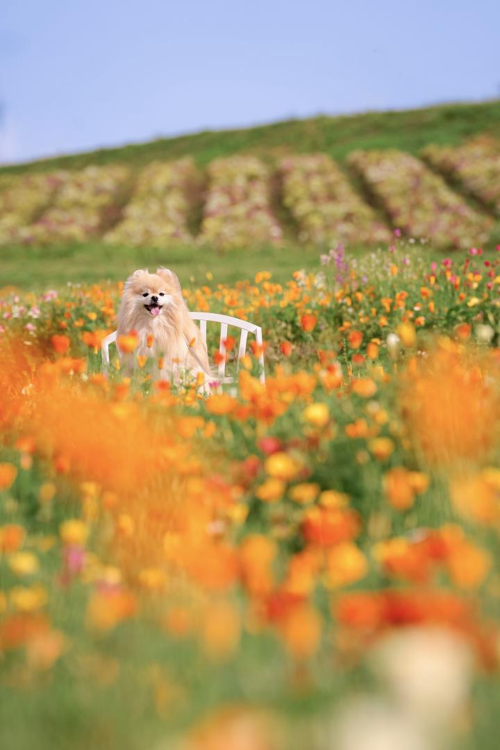 ポピーのお風呂