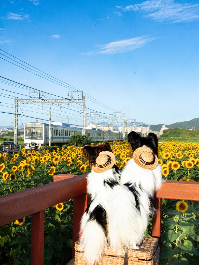 電車きたぁ～