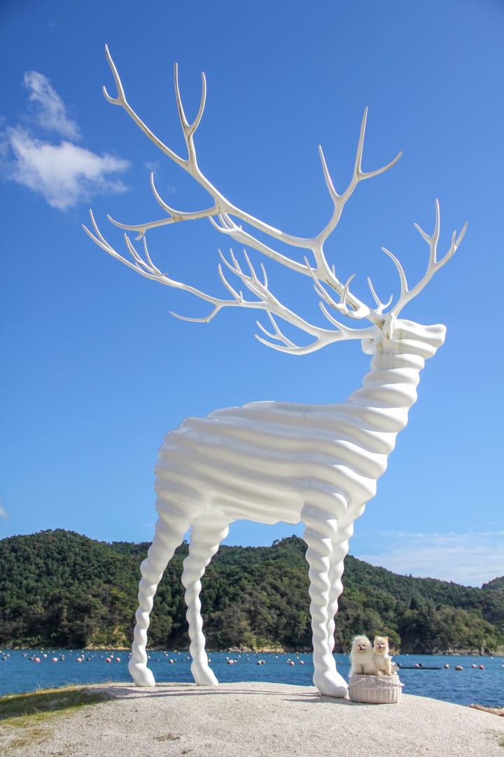 Whitedeerとこはひよ