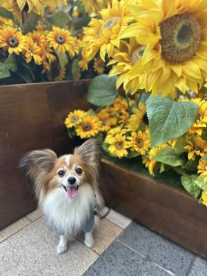 Smile Sunflowers 