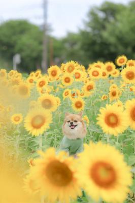 ひまわり畑の真ん中で