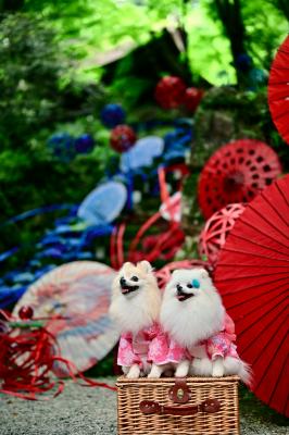 紫陽花回廊の夏色日和