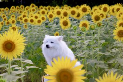 ぼくもひまわりです