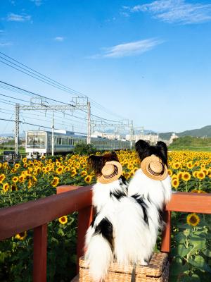 電車きたぁ～