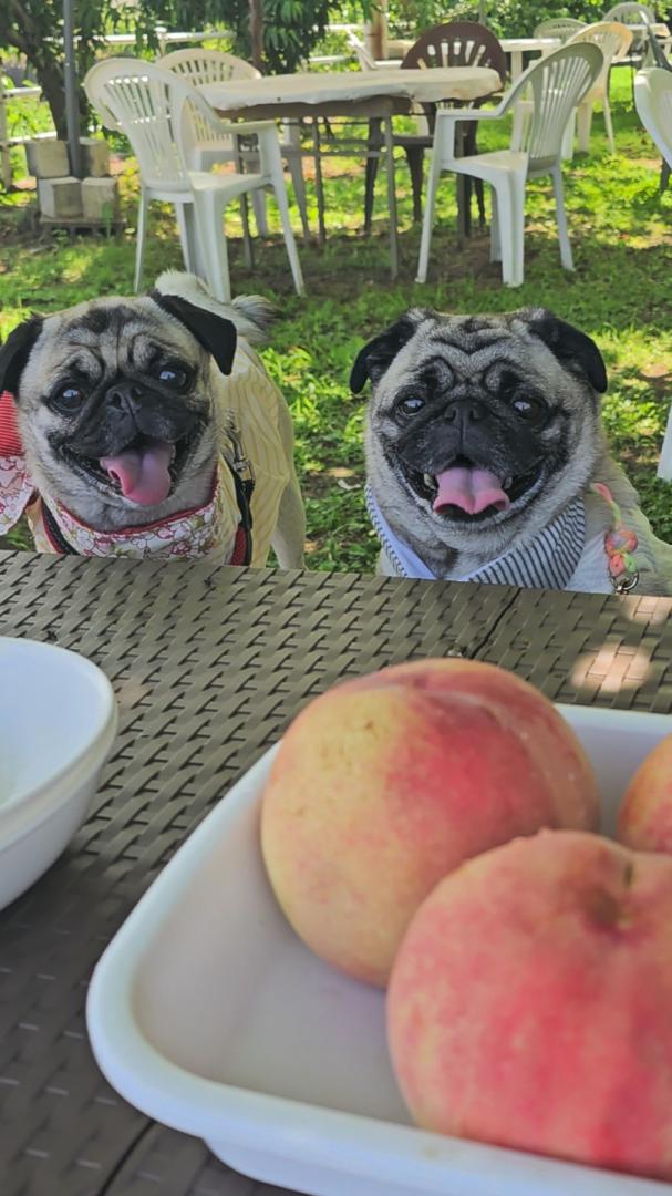 桃Pugs