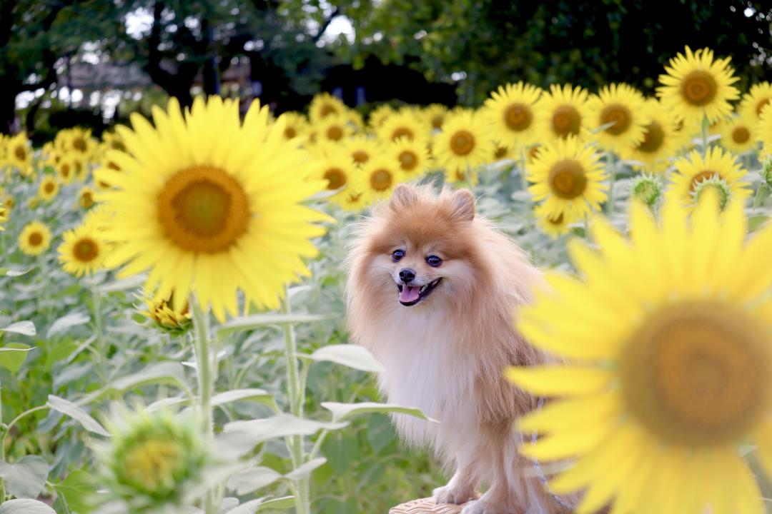ひまわりいっぱい