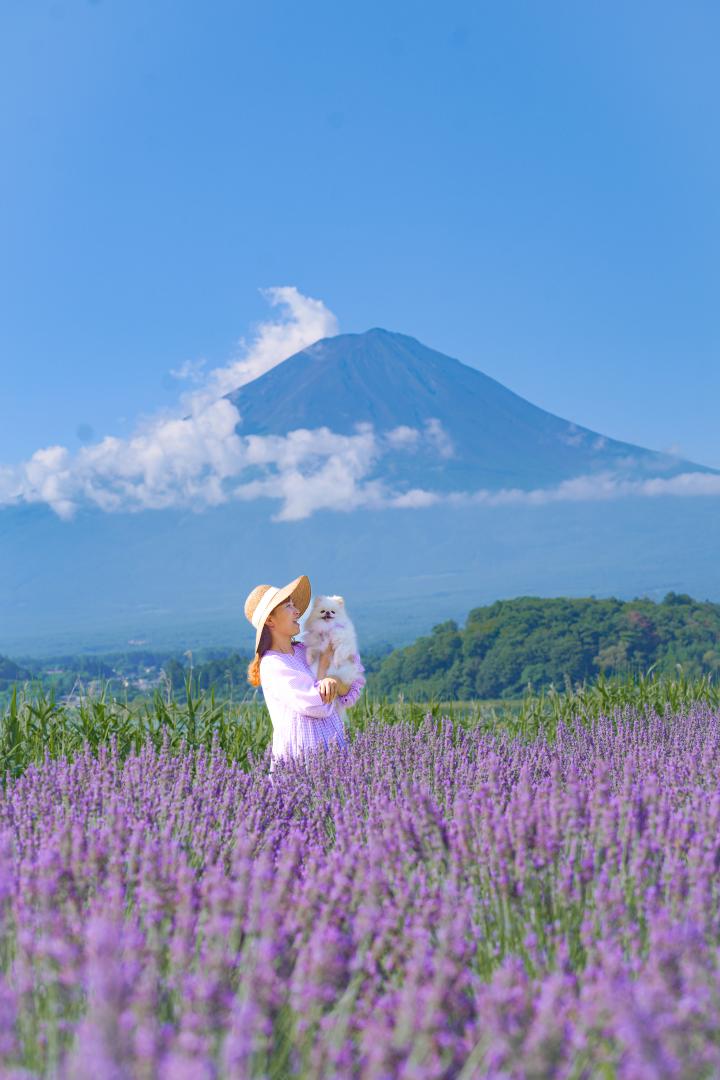 ラベンダー畑