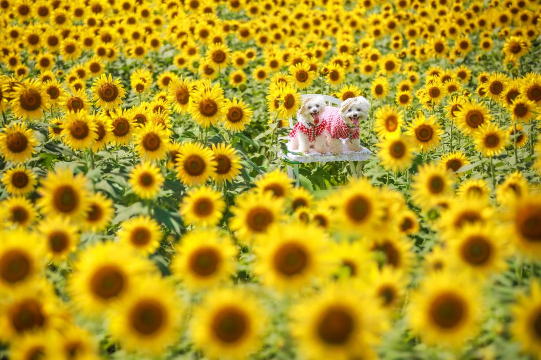 sunflower