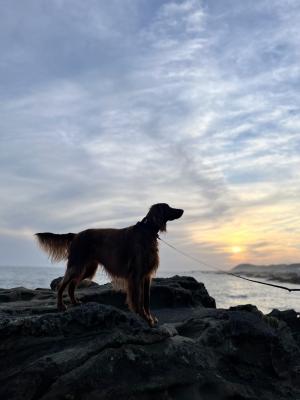海と夕日