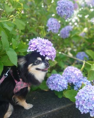 紫陽花と。