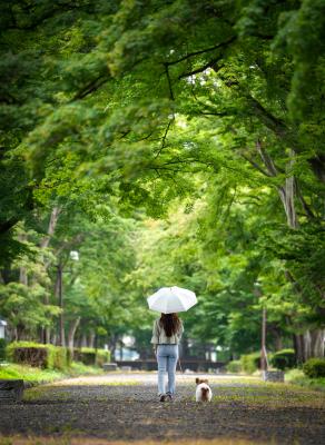 雨の新緑