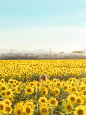 空いっぱい、夏いっぱい