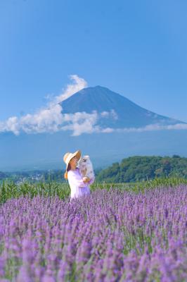 ラベンダー畑