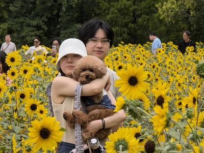 ひまわり畑の子供達