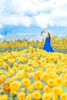 天空のひまわり畑