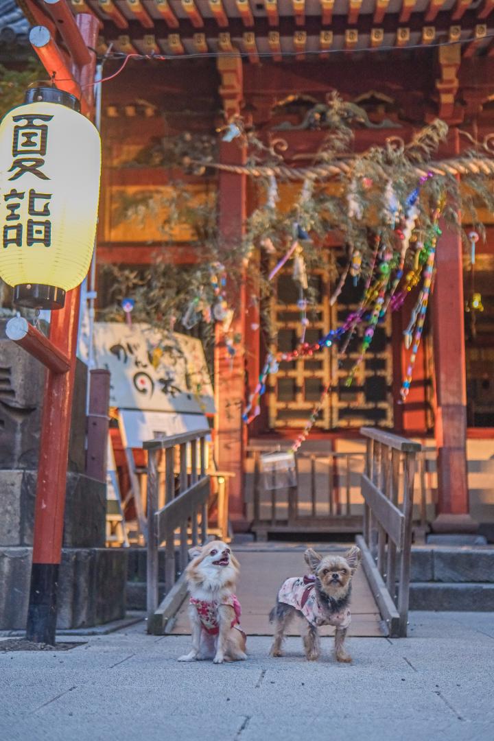 夏詣