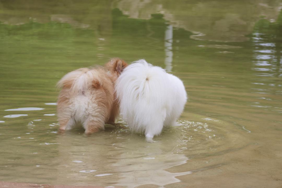 水辺に浮かぶ2つの毛玉