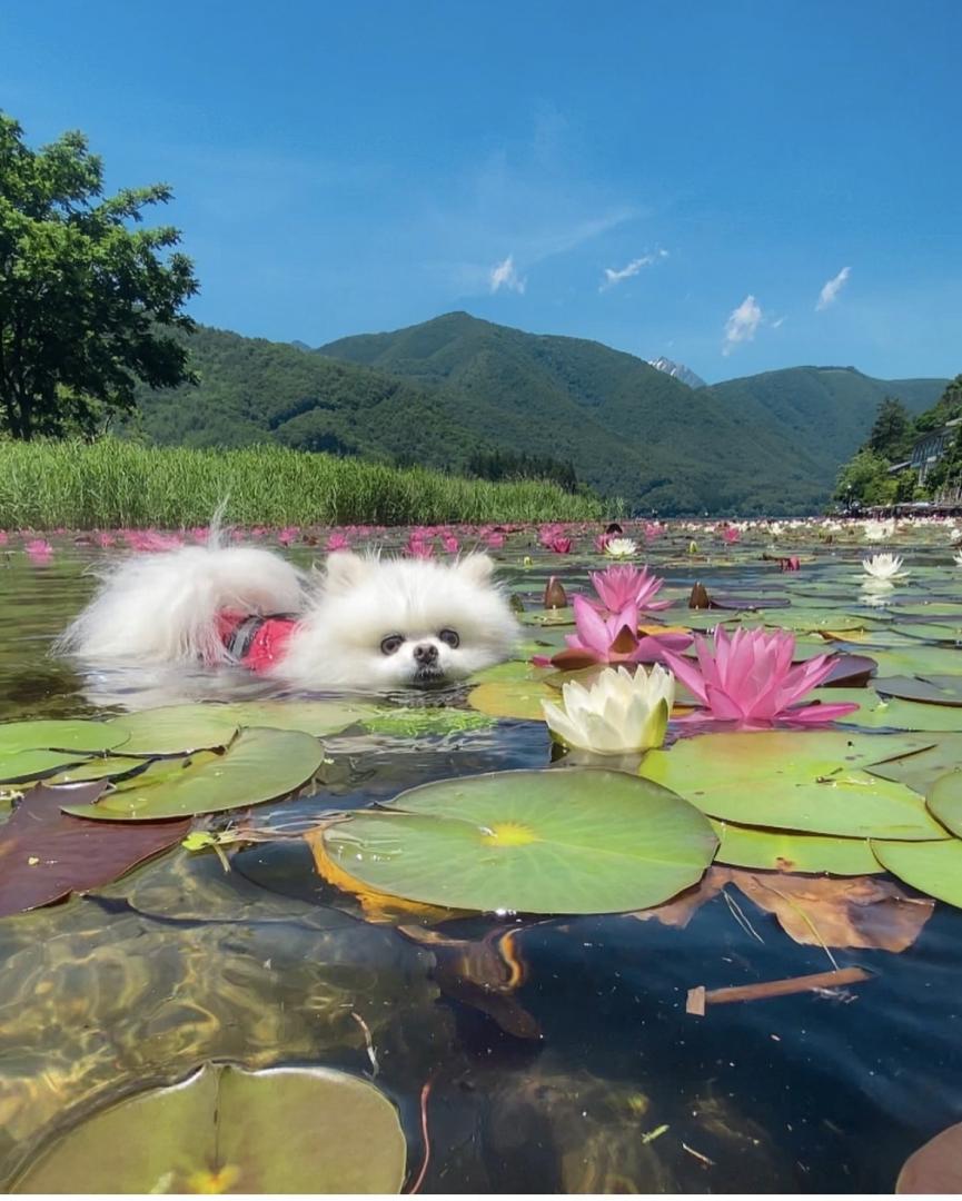 蓮と一緒に