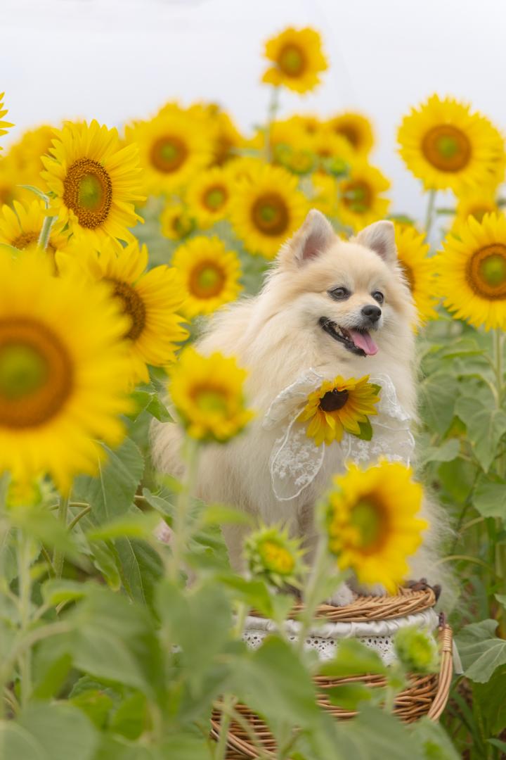 ひまわりに囲まれて
