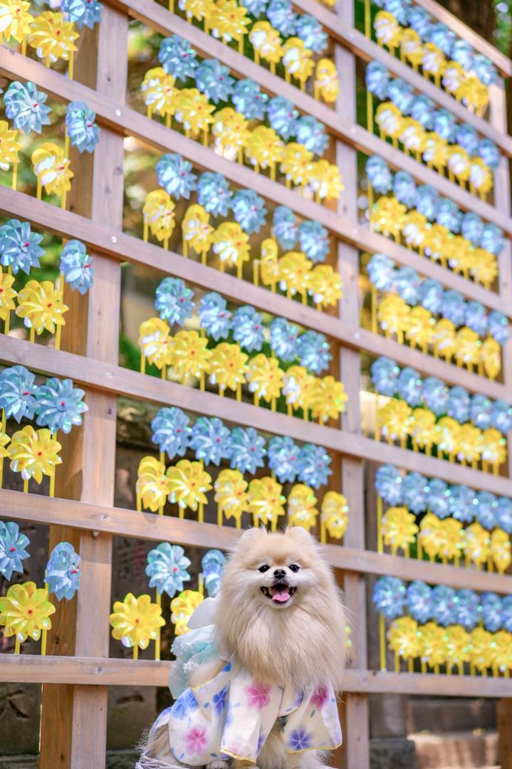 かざぐるま祭り