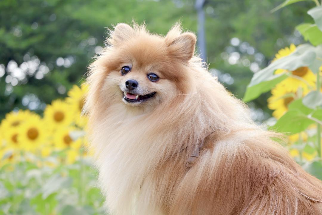 ひまわりとぽむ