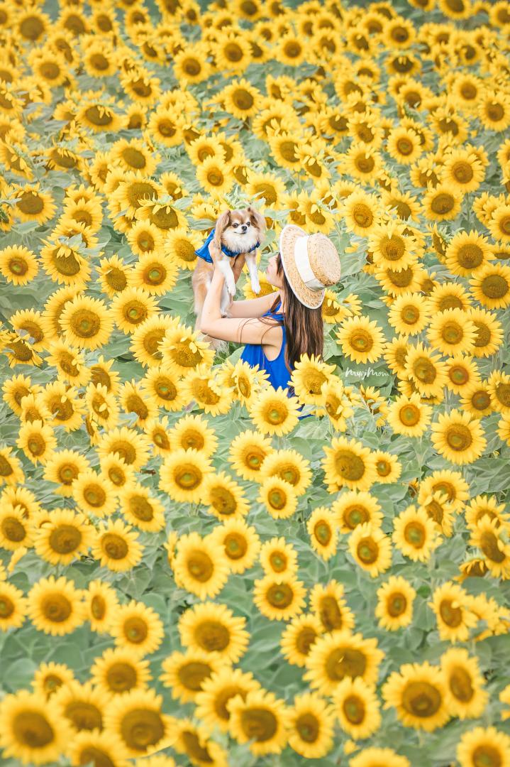 ひまわり畑