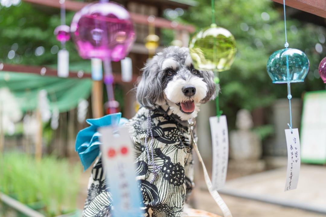 夏の音