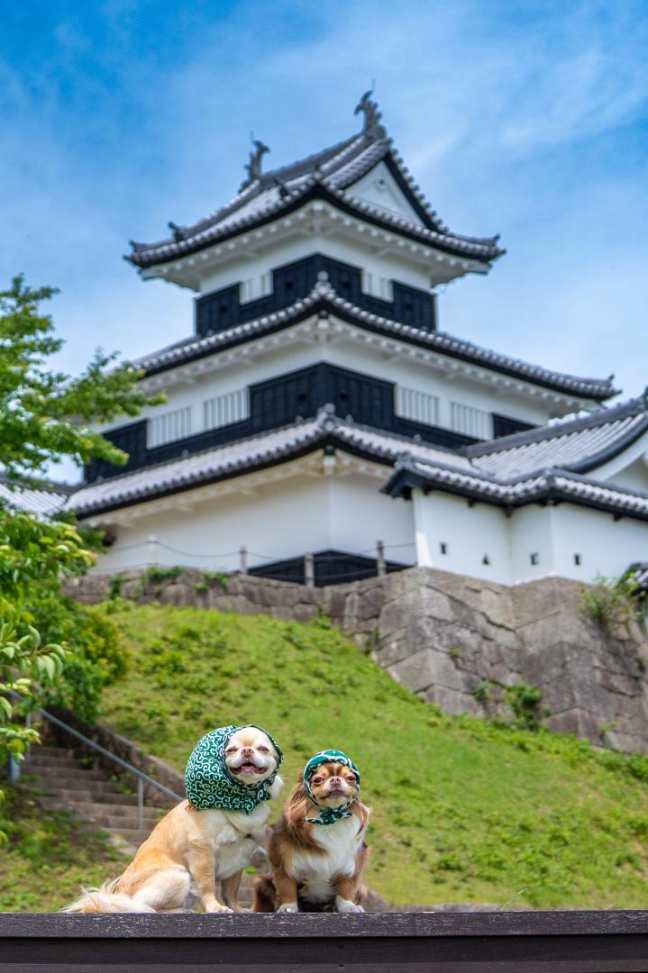 夏の大泥棒
