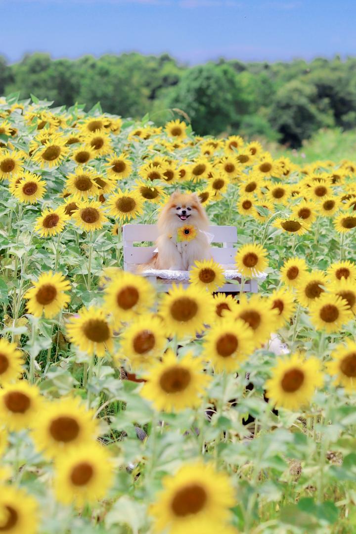 笑顔のひまわり