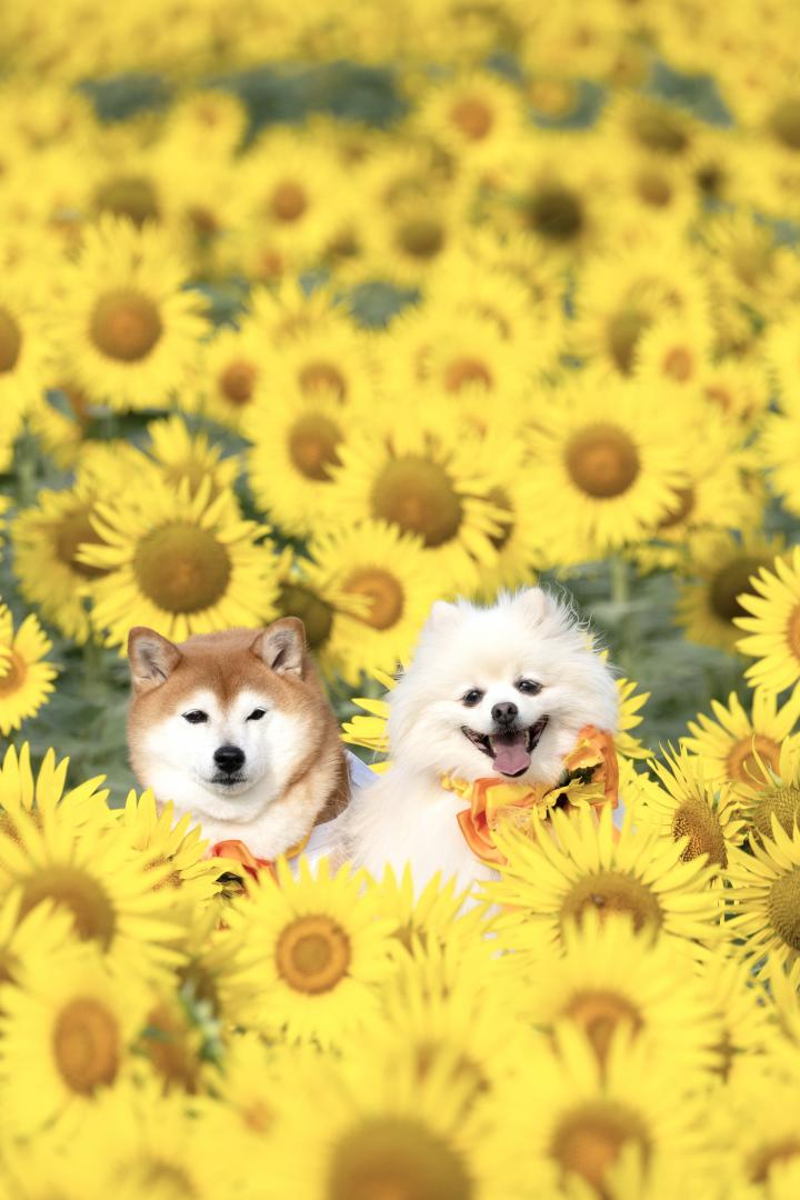 ひまわりに囲まれて
