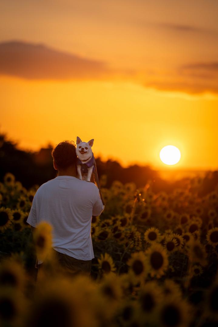 夕日といっしょに
