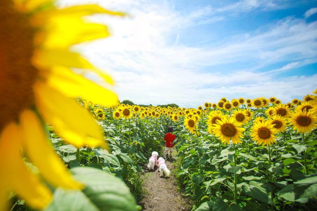 僕達の夏休み