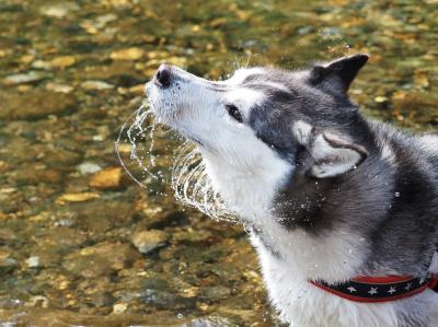 SPLASH