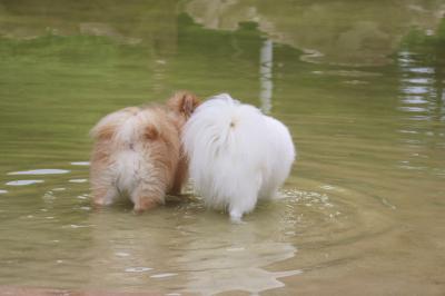 水辺に浮かぶ2つの毛玉