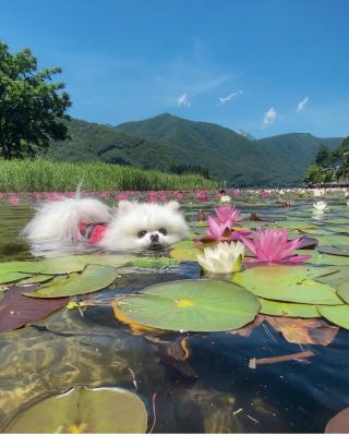 蓮と一緒に