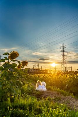 夕暮れ時の黄色いエール