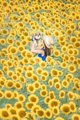 ひまわり畑