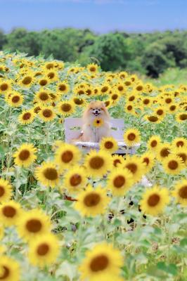笑顔のひまわり